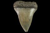 Fossil Mako Shark Tooth - Georgia #75006-1